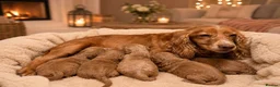 Cockapoo dogs for sale: Stunning litter of cockapoos 🐶🐾 - Advert 5