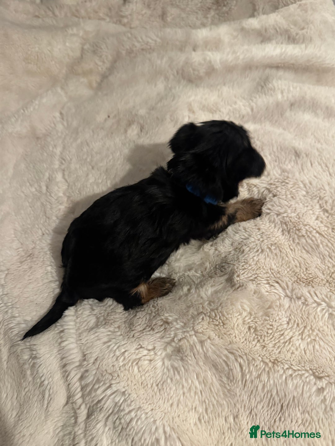 Yorkshire Terrier dogs for sale: Yorkshire Terrier Pups - Advert 6