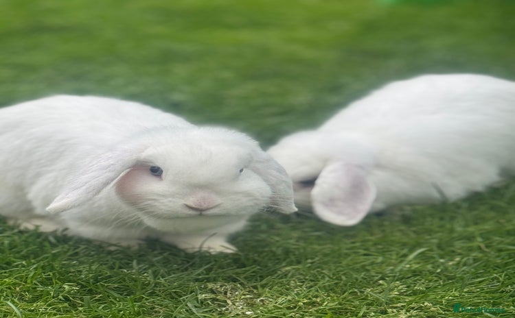 Mini Lop rabbits - Advert 1