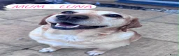 Springador dogs for sale: 4 male puppies looking for good homes - Advert 3