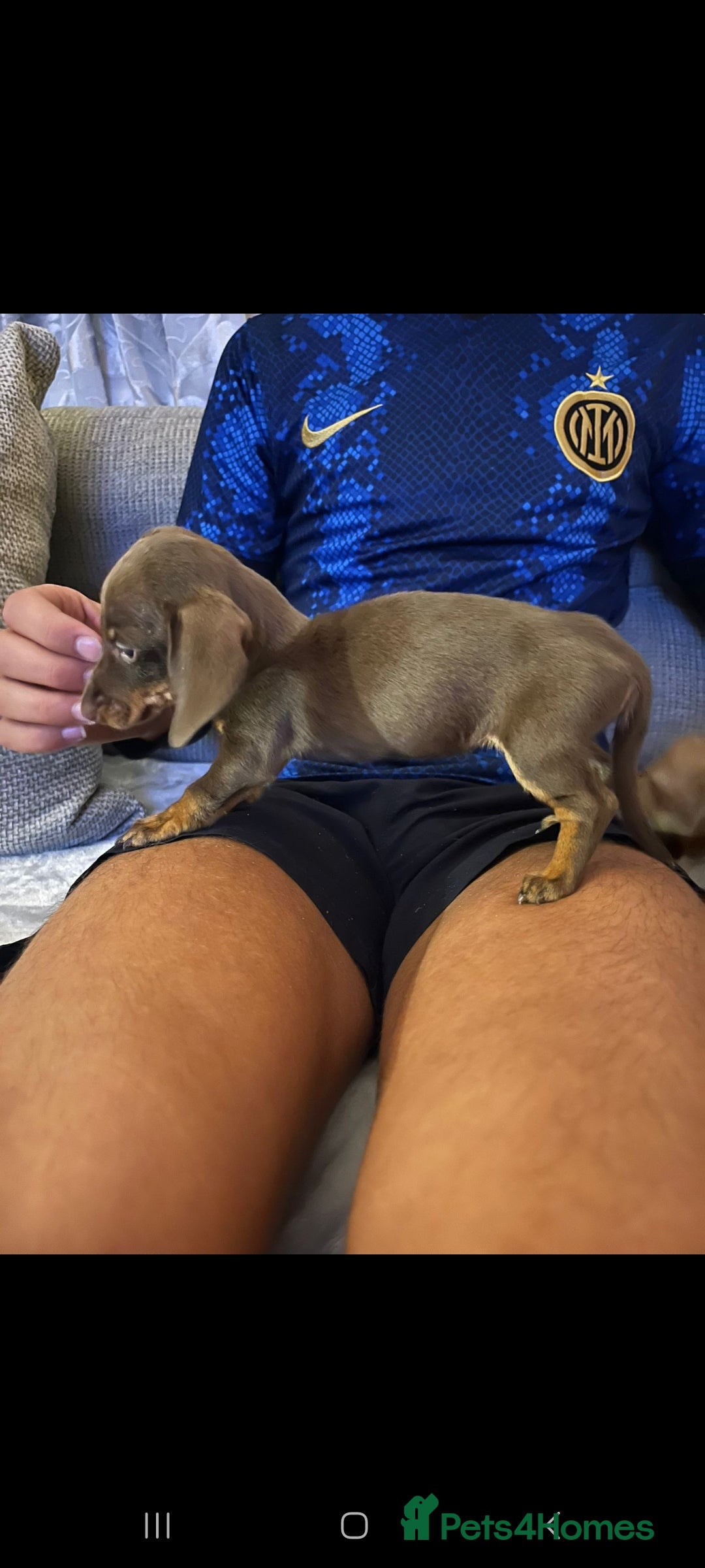 Miniature Dachshund dogs for sale: Miniature Dachshund  - Image 6