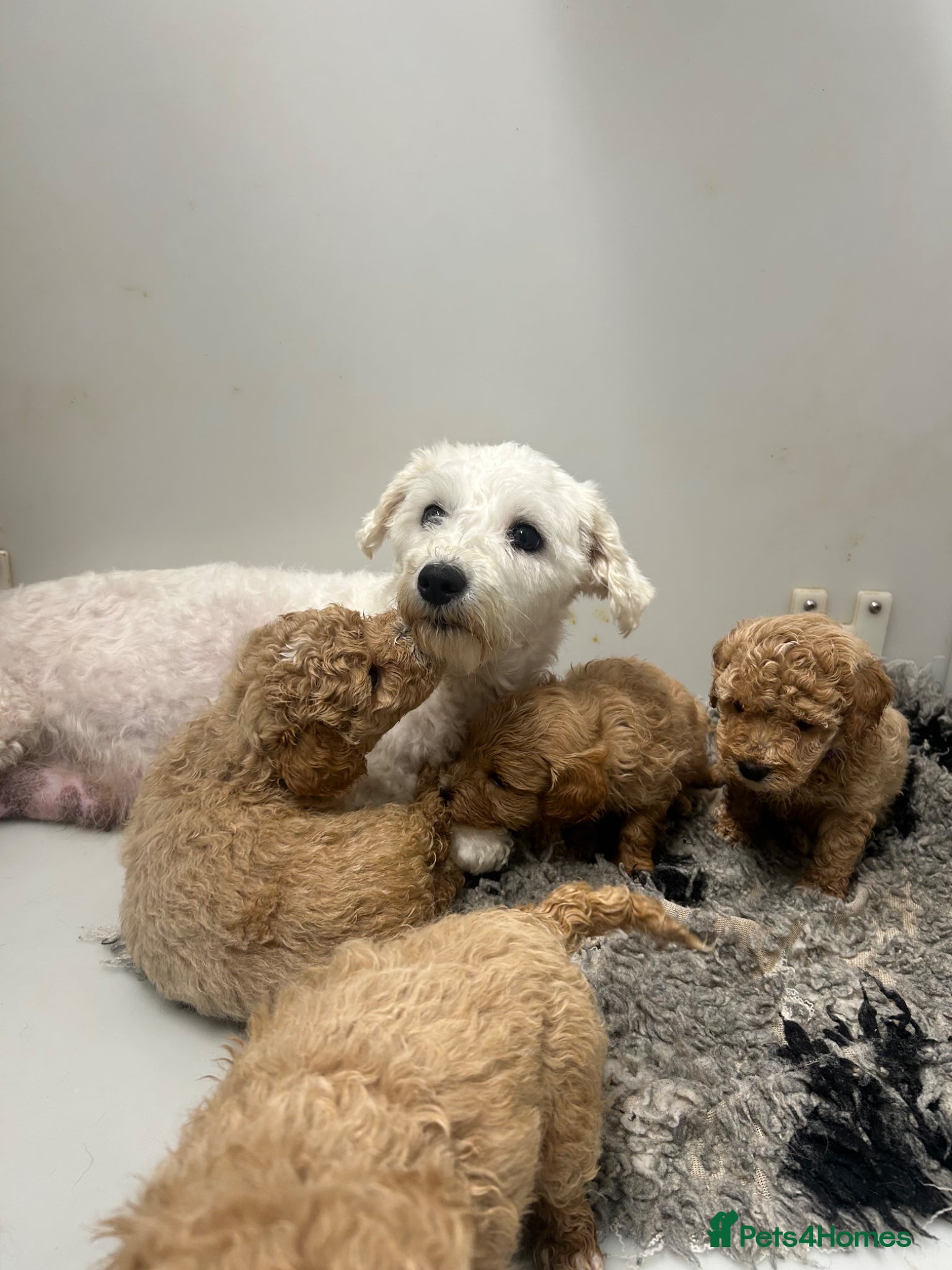 Poochon dogs for sale: 5⭐️ Licensed. Health tested Poochons - Advert 15