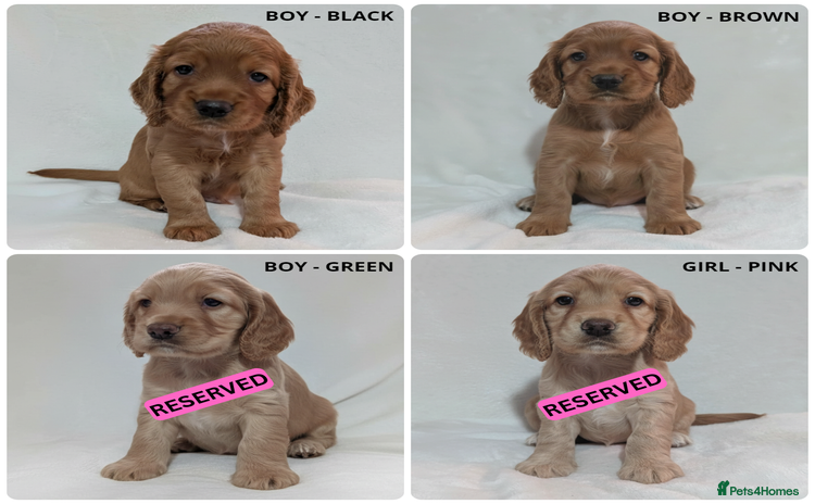 Cocker Spaniel dogs - Advert 1