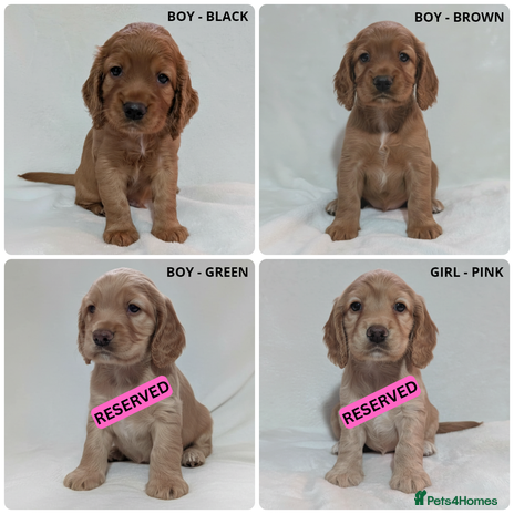 Cocker Spaniel dogs - Advert 4