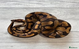 Python Snake reptiles for sale: Royal Pythons stunning morphs  - Image 9