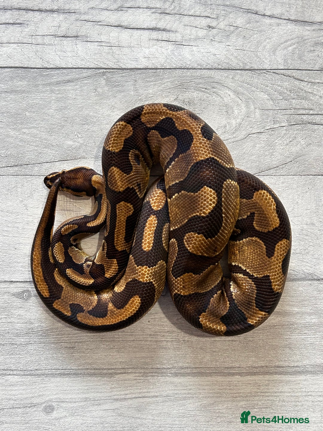 Python Snake reptiles for sale: Royal Pythons stunning morphs  - Image 9