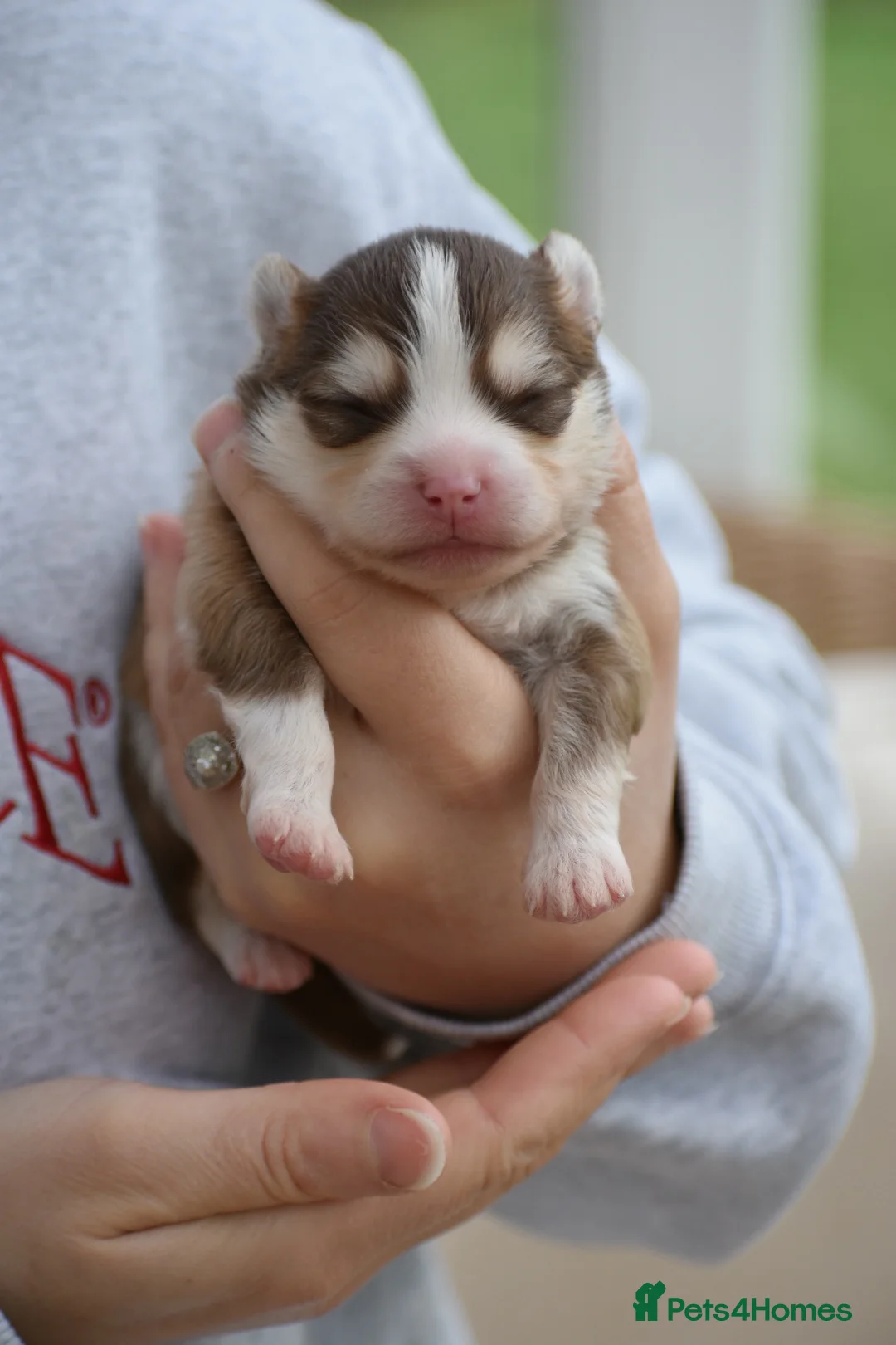 Pomsky dogs for sale: Stunning Pomsky puppies from health tested parents - Advert 18