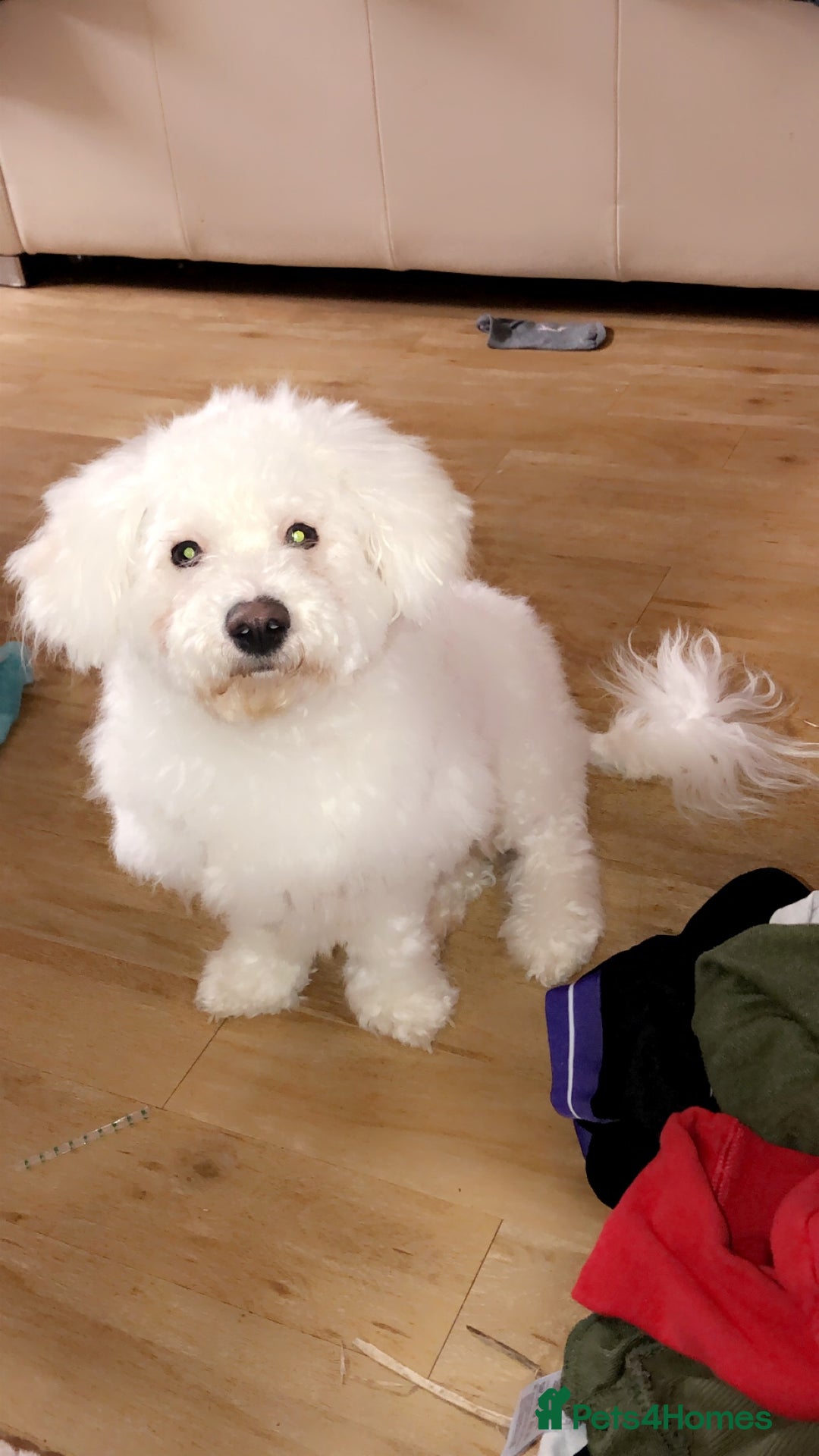 Bichon Frise dogs for sale: Bichon frise 4 year old male stud for sale - Image 11