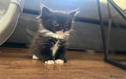 Mixed Breed cats for sale: Beautiful fluffy kittens  - Image 5