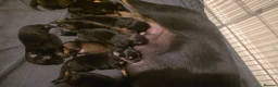 Mixed Breed dogs for sale: rottweiler and German Shepherd puppies - Advert 13