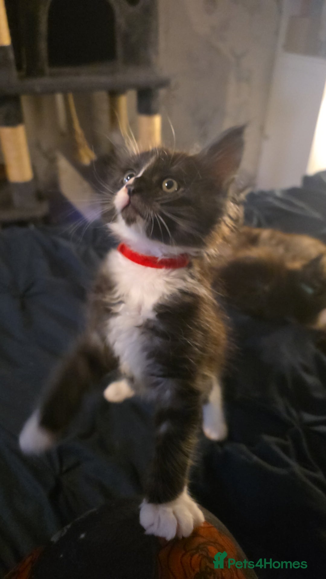 Maine Coon cats for sale: Beautiful Maine Coon Kittens Available - Advert 3