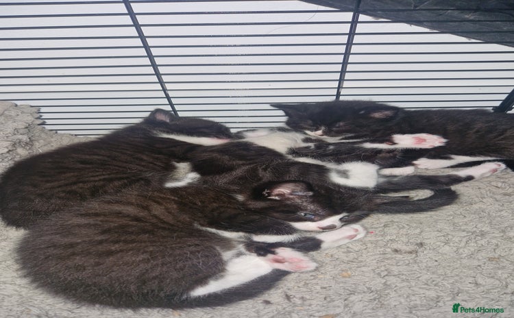 Mixed Breed cats - Advert 15