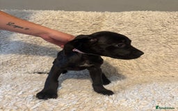 Cane Corso dogs for sale: Beautiful Litter Of Cane Corso Puppys - Image 36