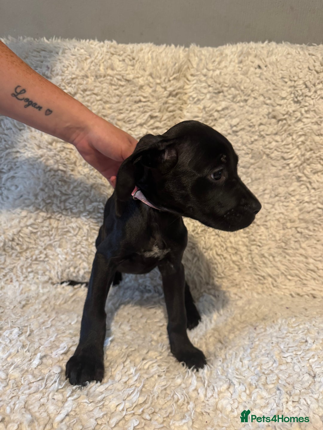 Cane Corso dogs for sale: Beautiful Litter Of Cane Corso Puppys - Image 36
