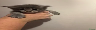 Maine Coon boy 3