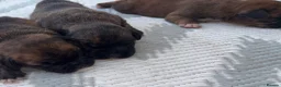 French Bulldog dogs for sale: Beautiful French Bulldog puppies - Advert 5