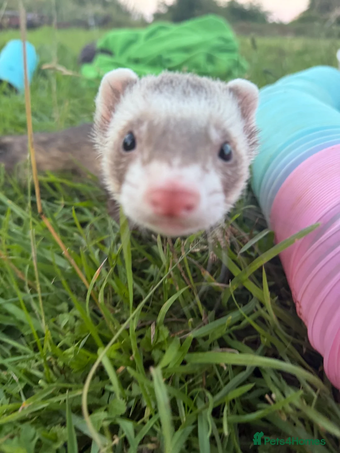 Ferret rodents for sale: Two friendly pet Hobbs  - Advert 2