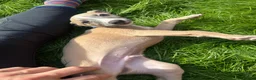 Whippet dogs for sale: KC whippet puppies  - Advert 26