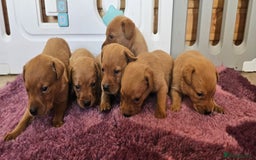 Labrador Retriever dogs for sale: ONLY 1 BEAUTIFUL KC FOX RED GIRL LAB AVAILABLE - Image 15