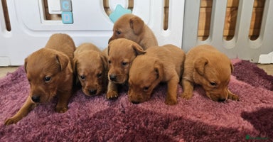 Labrador Retriever dogs - Advert 5
