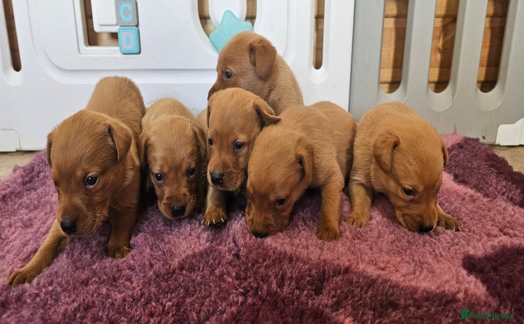 Labrador Retriever dogs - Advert 3