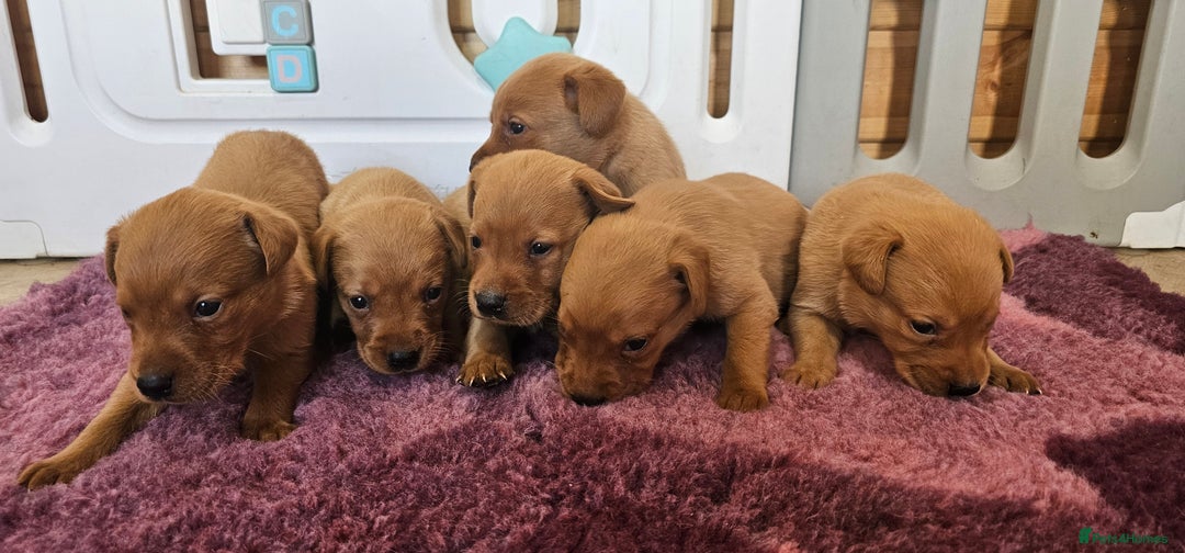 Labrador Retriever dogs for sale: ONLY 1 BEAUTIFUL KC FOX RED GIRL LAB AVAILABLE - Image 15