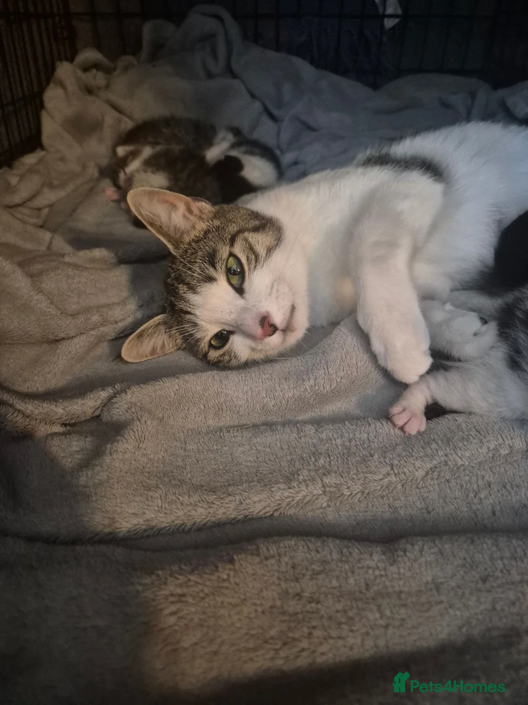 Mixed Breed cats for sale: Beautiful female kitten  - Advert 6