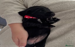 Cocker Spaniel dogs for sale: Working Cocker Spaniel Puppies  - Image 9