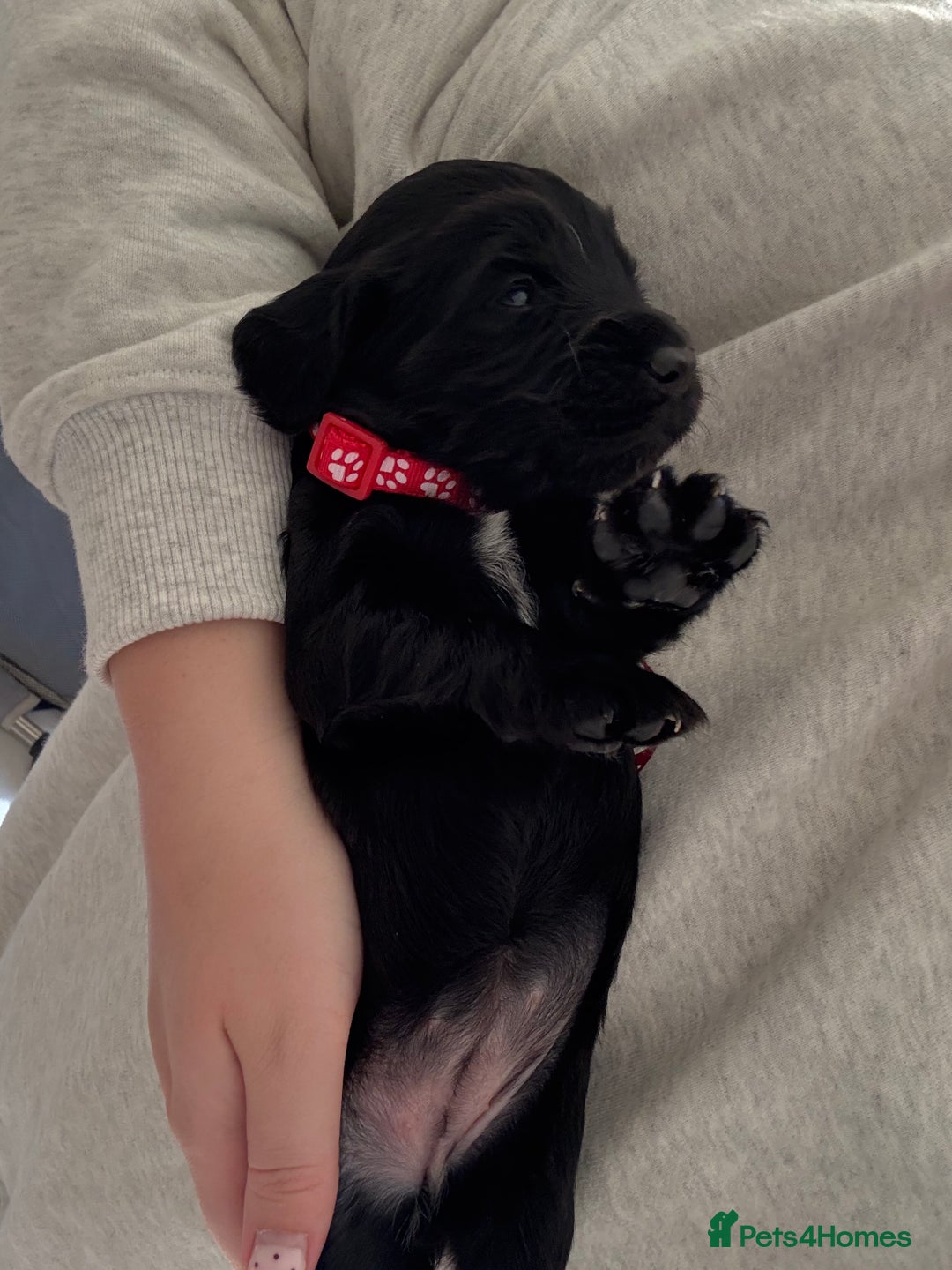 Cocker Spaniel dogs for sale: Working Cocker Spaniel Puppies  - Image 9
