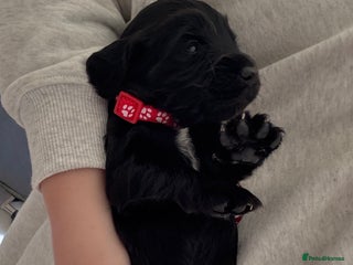 Cocker Spaniel dogs - Advert 14