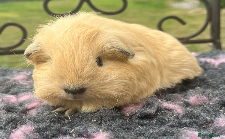 Guinea Pig rodents - Advert 14