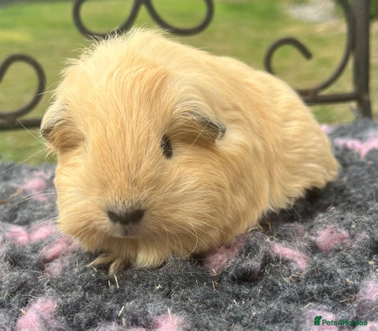 Guinea Pig rodents - Advert 4