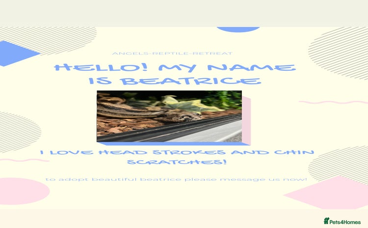 Mixed Breed reptiles - Advert 11