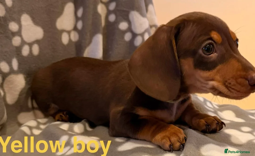 Miniature Dachshund dogs for sale: Miniature Dachshund male puppies - Advert 14