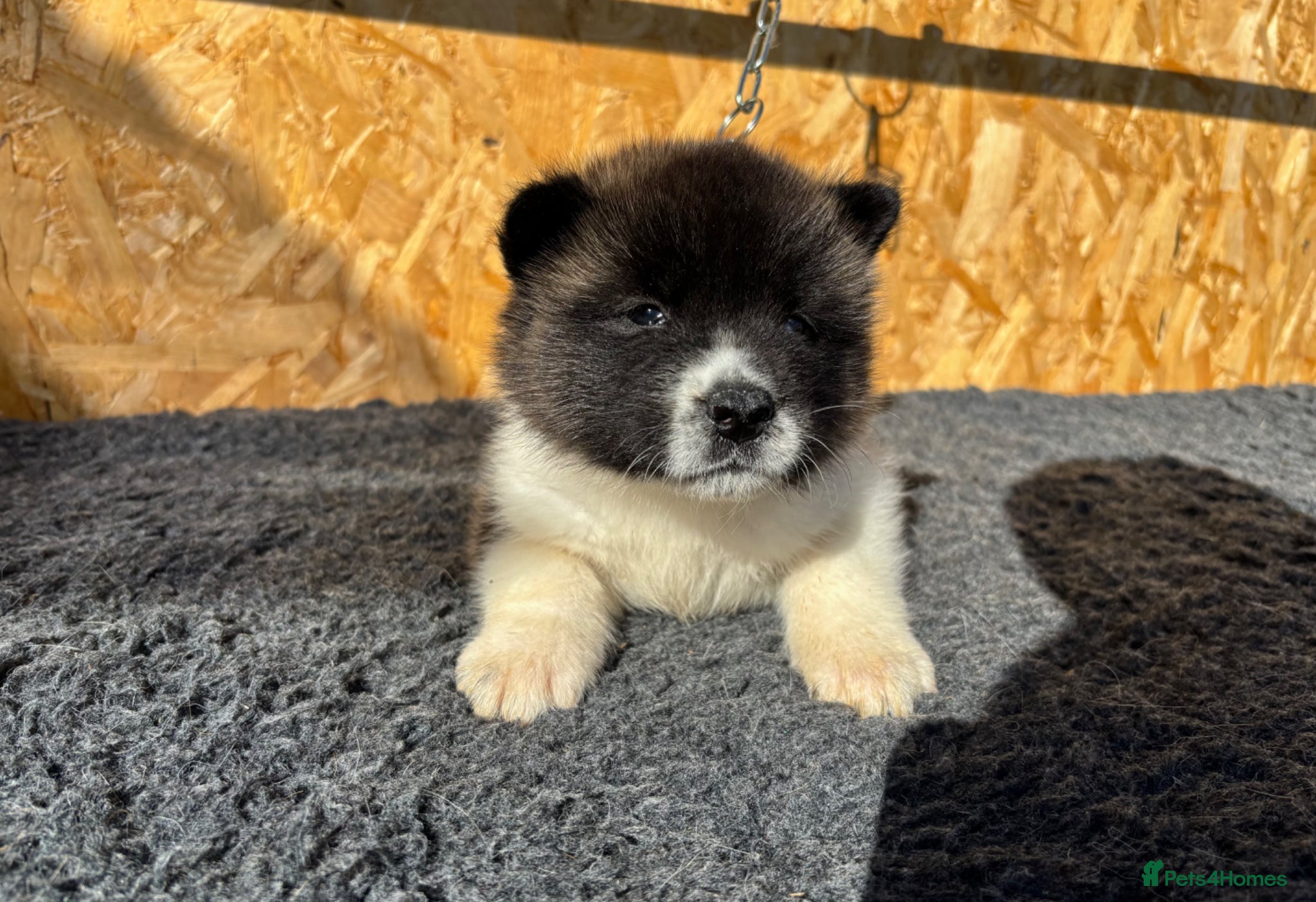 Akita dogs KC Reg American Akita puppies - Advert 2