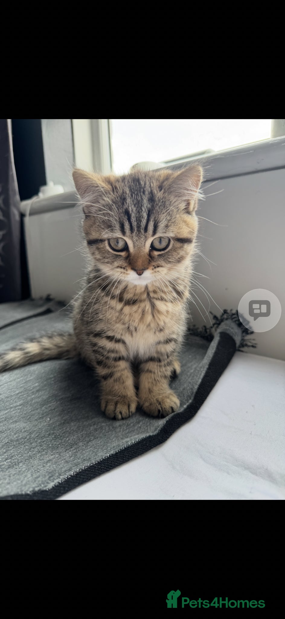 Scottish Fold cats Scottish Fold Kittens Available Dec & Jan Litters  - Advert 6