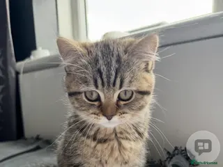 Scottish Fold cats Scottish Fold Kittens Available Dec & Jan Litters - Advert 10