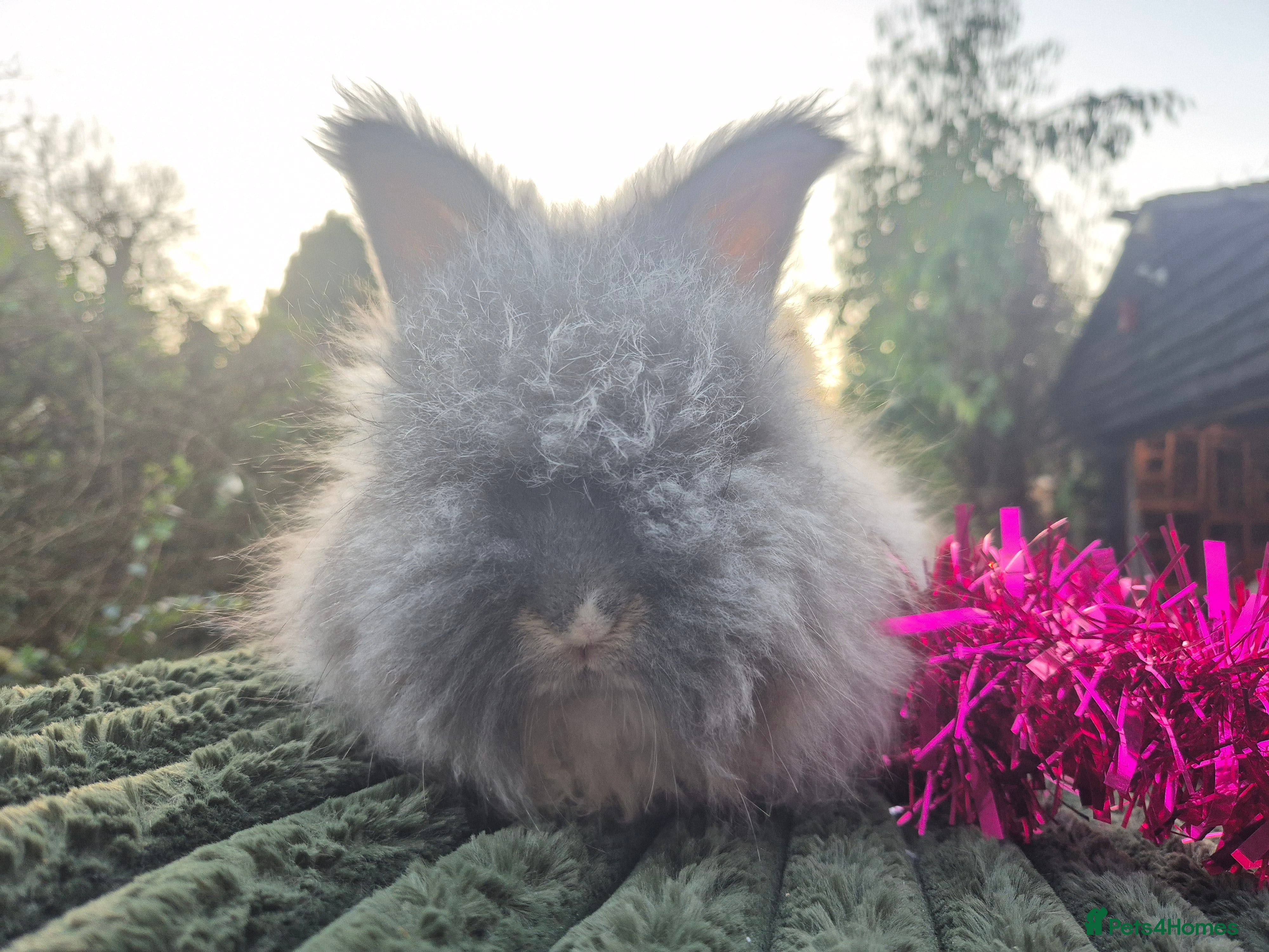 Angora rabbits 🧡 fulled faced imported parents 🇫🇷 bunnies 🧡 - Advert 4