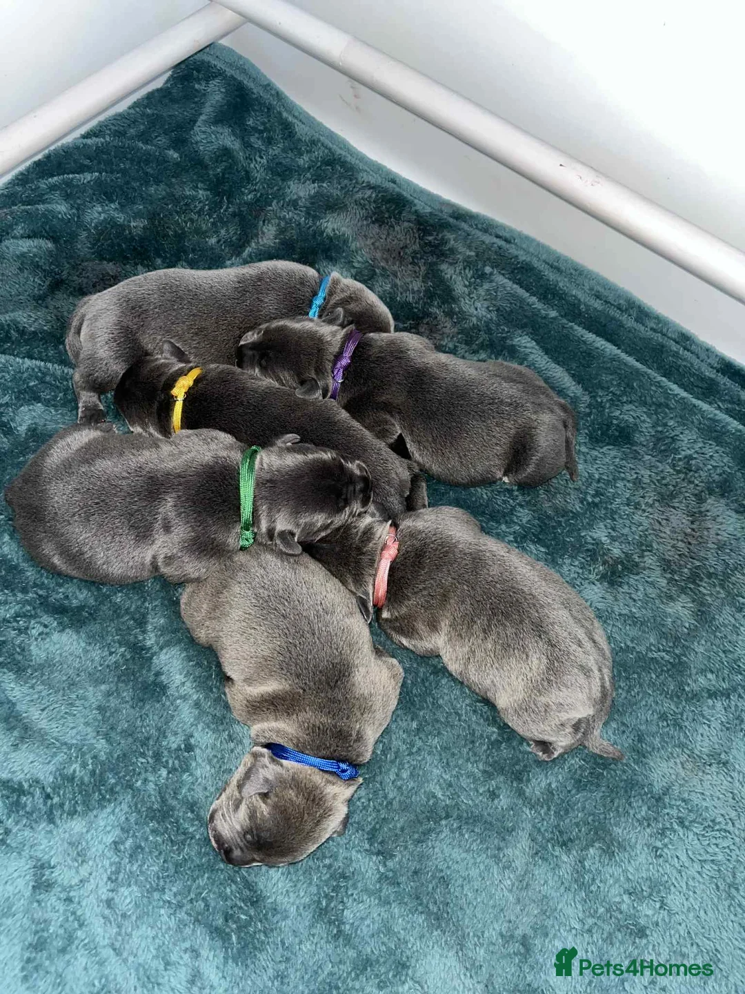 Staffordshire Bull Terrier dogs for sale: Staffordshire bull terrier  dogs blue staffs  - Advert 7