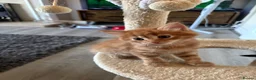 Mixed Breed cats for sale: 4 beautiful kittens 1 ginger boy 3 girls  in Burton-on-Trent - Advert 10