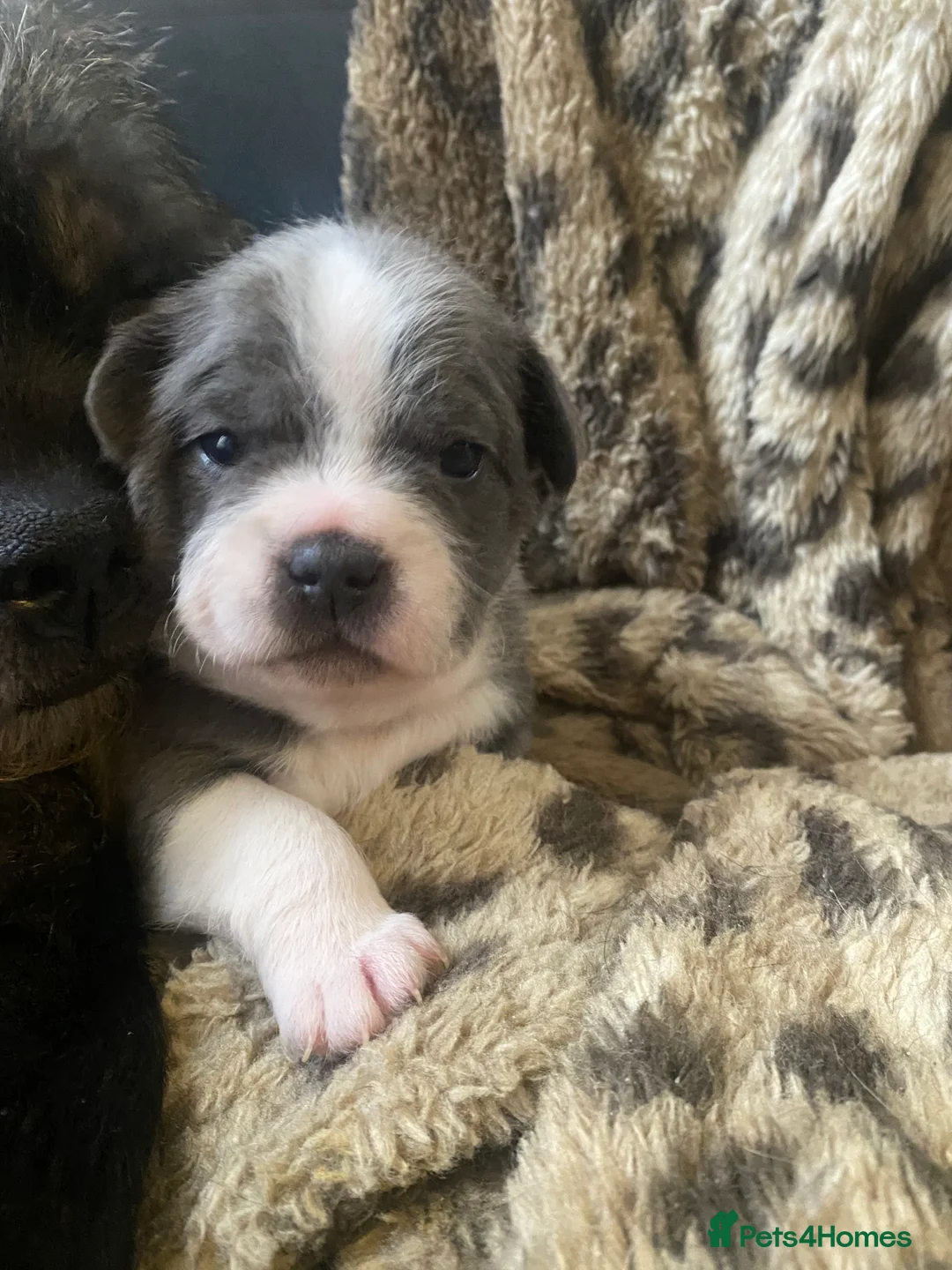 Mixed Breed dogs for sale: 3 puppy’s left  - Advert 10
