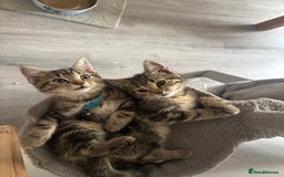 Mixed Breed cats for sale: Mix breed beautiful kittens - Image 2