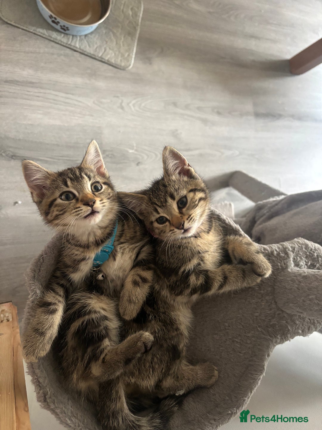 Mixed Breed cats for sale: Mix breed beautiful kittens - Image 2