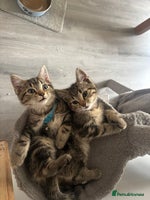 Mixed Breed cats - Advert 10