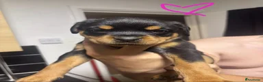 Rottweiler 4