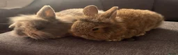 Mixed Breed rabbits for sale: Gorgeous pair of mini lop/dwarf - Advert 2