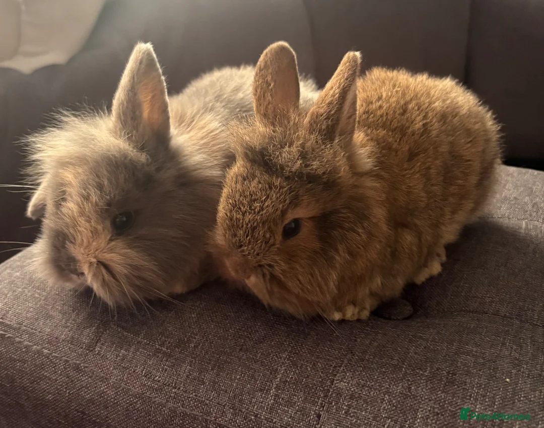 Mixed Breed rabbits for sale: Gorgeous pair of mini lop/dwarf - Advert 2