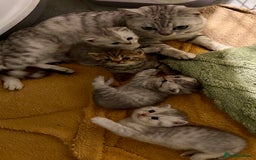 British Shorthair cats for sale: 🐾Adorable British Shorthair Kittens🐾 - Image 6