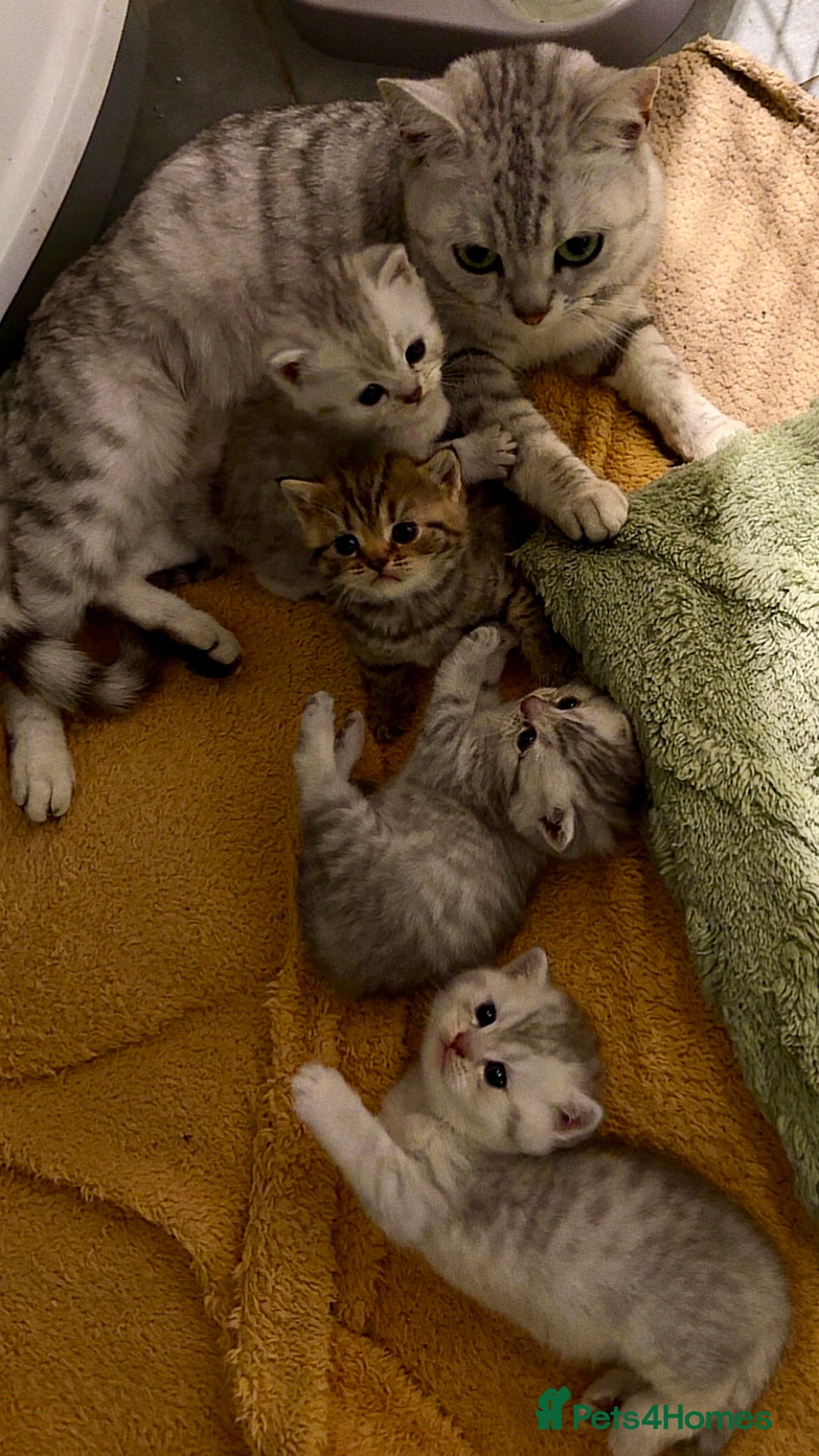 British Shorthair cats for sale: 🐾Adorable British Shorthair Kittens🐾 - Image 6