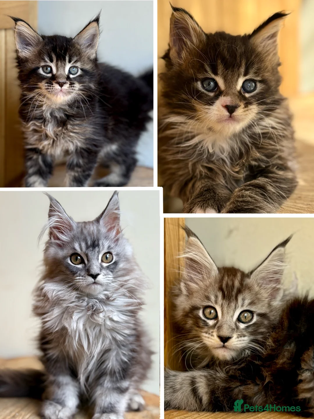 Maine Coon cats for sale: Beautiful Maine coon kittens - Advert 2